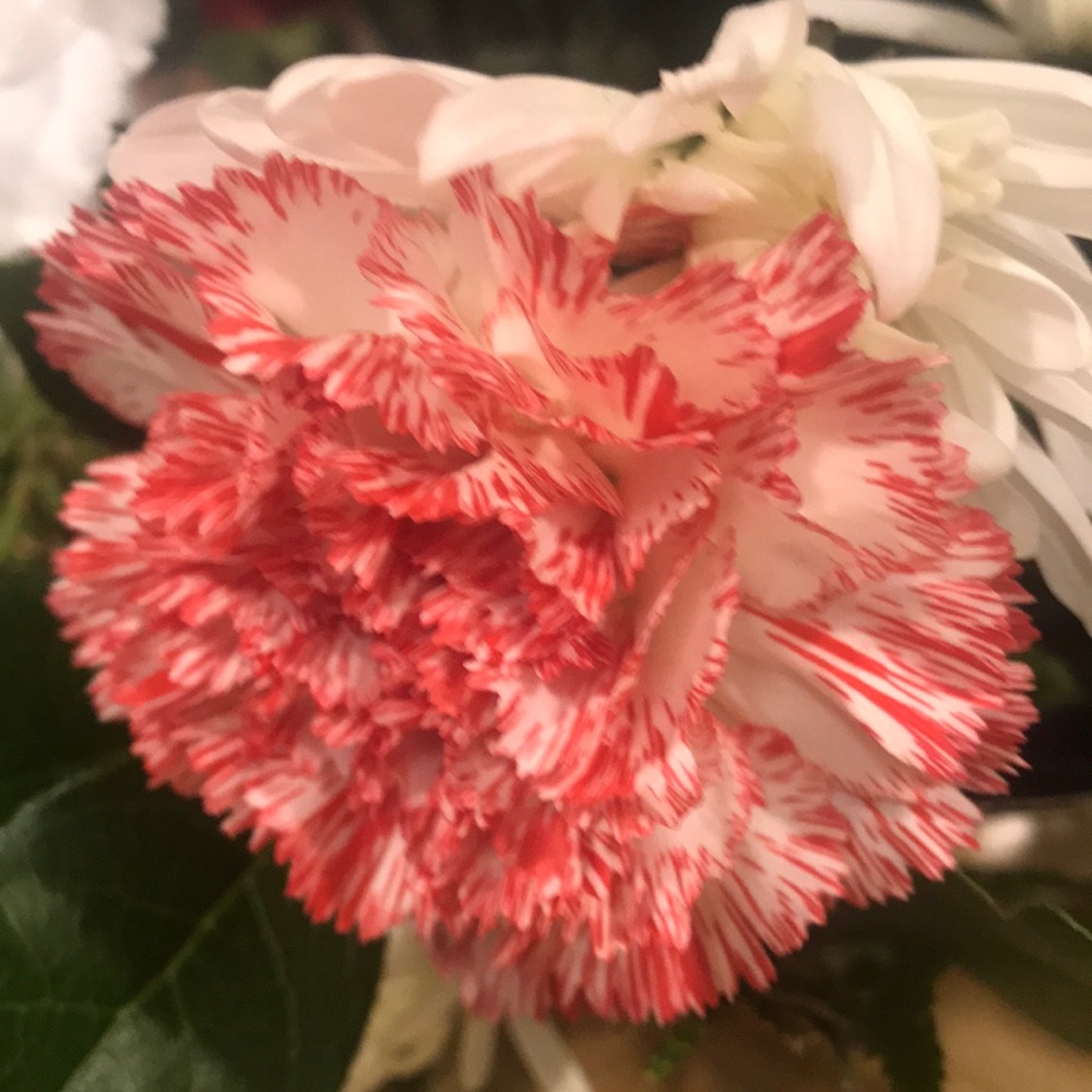 Meet your Posher, Lynda